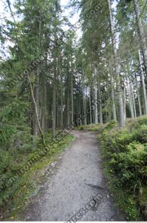 Photo Reference of Background Forest